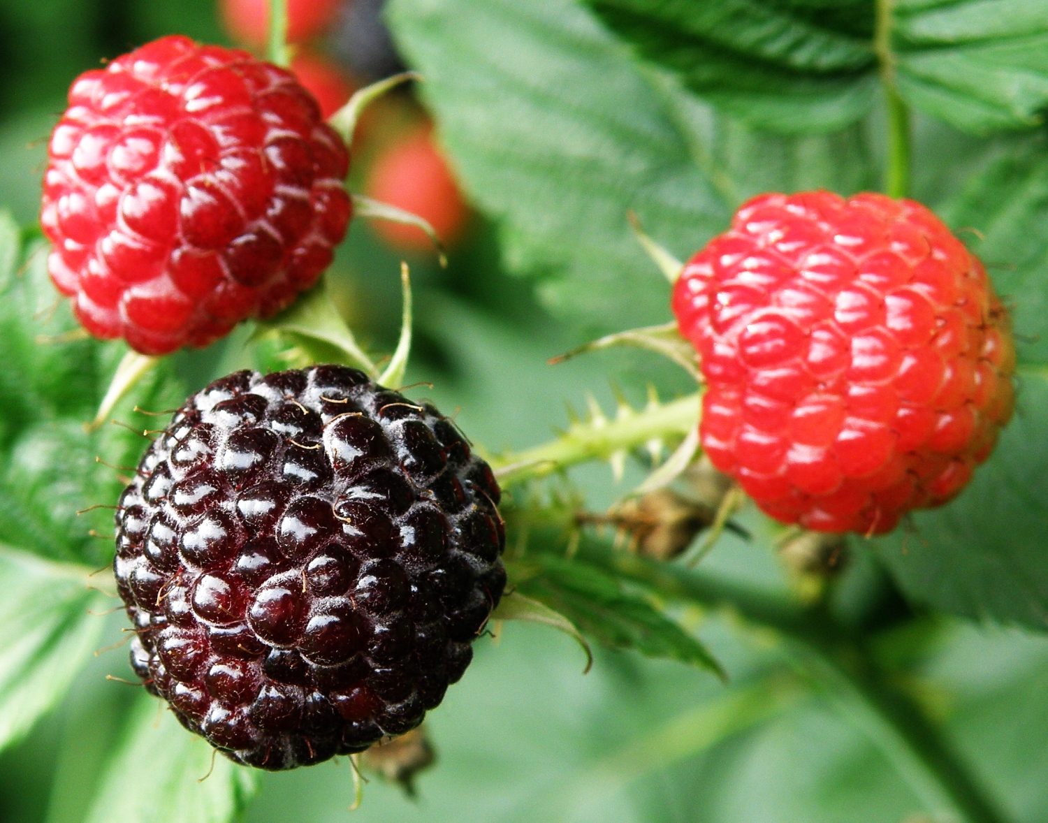 Black Raspberry (Rubus occidentalis) plant