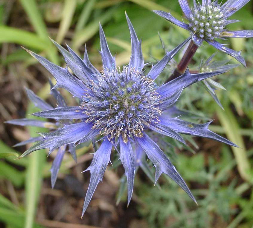 Black Sea Holly (Eryngium x tripartitum) plant