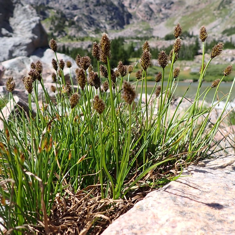 black sedge (Carex nigra 'Variegata') plant — close-up photo
