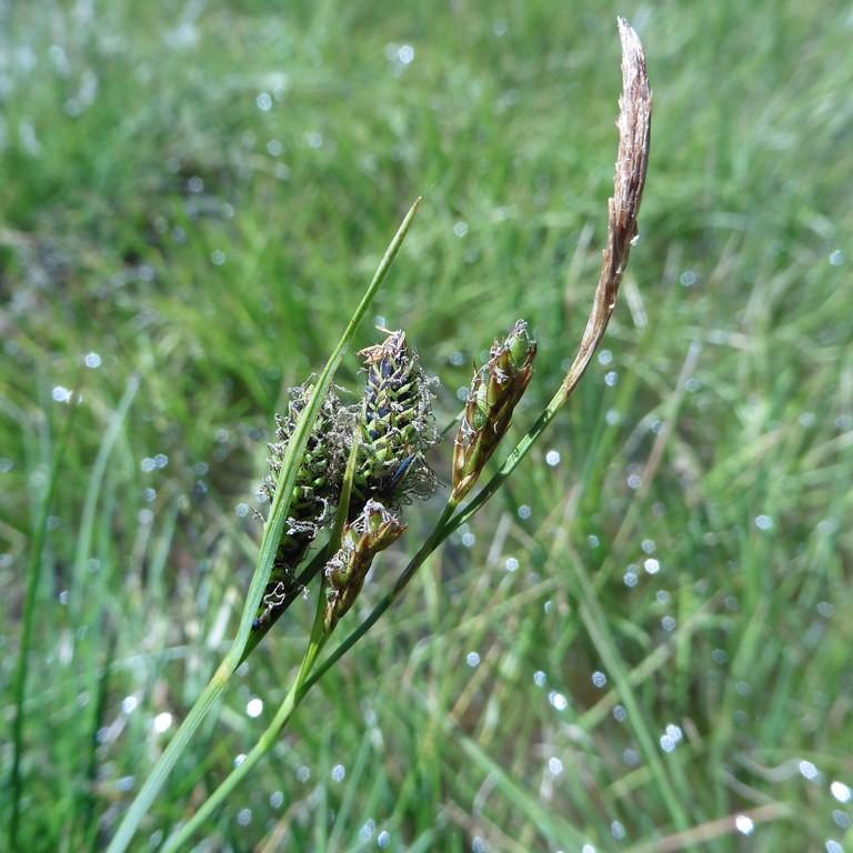 black sedge (Carex nigra) plant — close-up photo