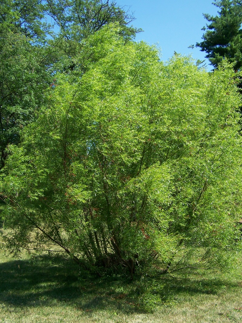 Black Willow (Salix nigra) plant