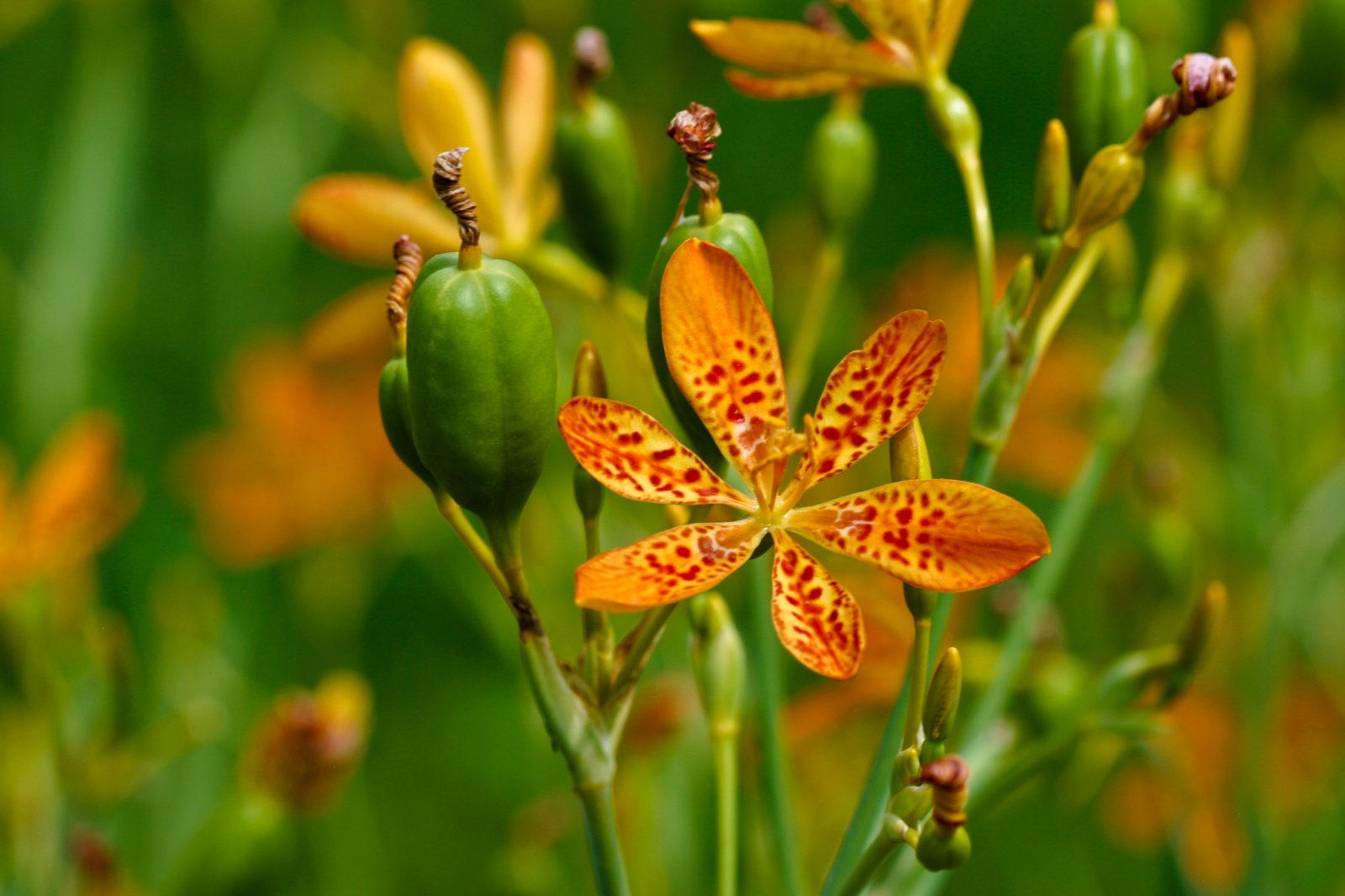 Blackberry Lily (Iris domestica (syn. Belamcanda chinensis)) plant