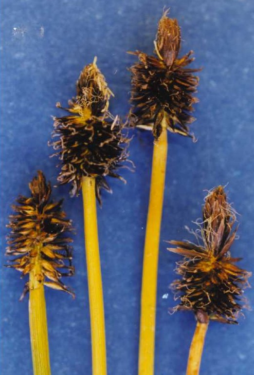 Blackened Sedge (Carex nigricans) plant