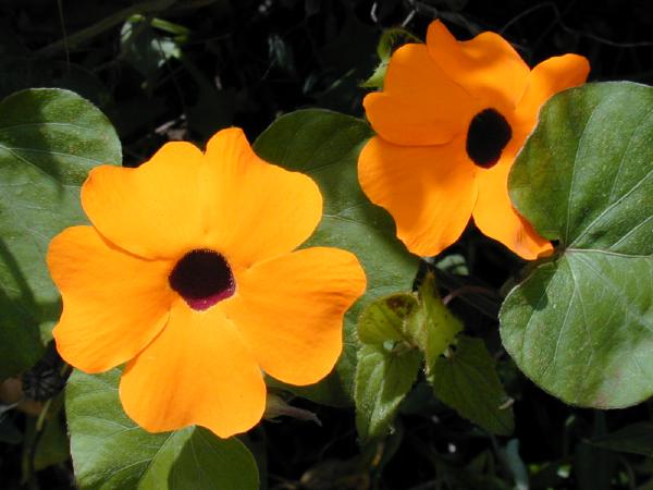 Black-Eyed Susan Vine (Thunbergia alata) plant