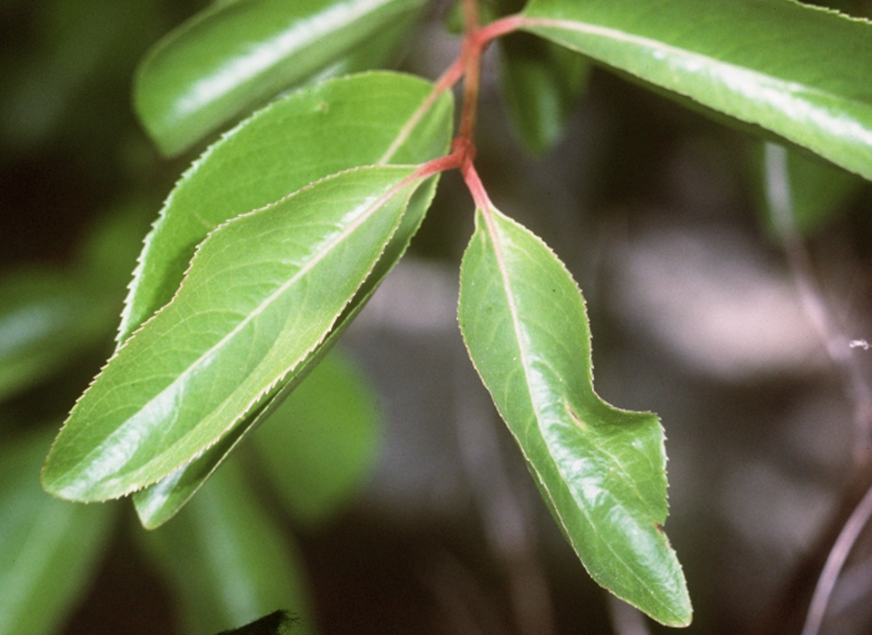Blackhaw Viburnum (Viburnum prunifolium) plant