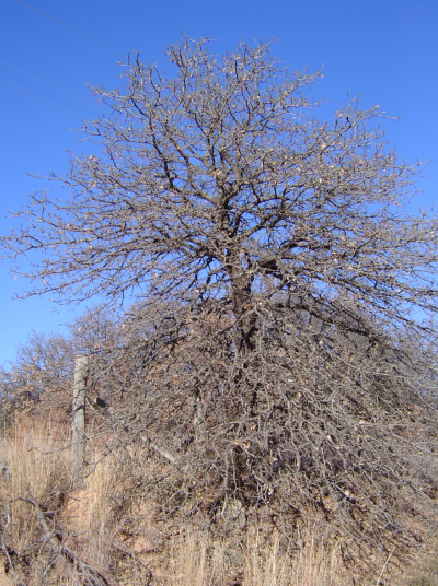 Blackjack Oak (Quercus marilandica) plant