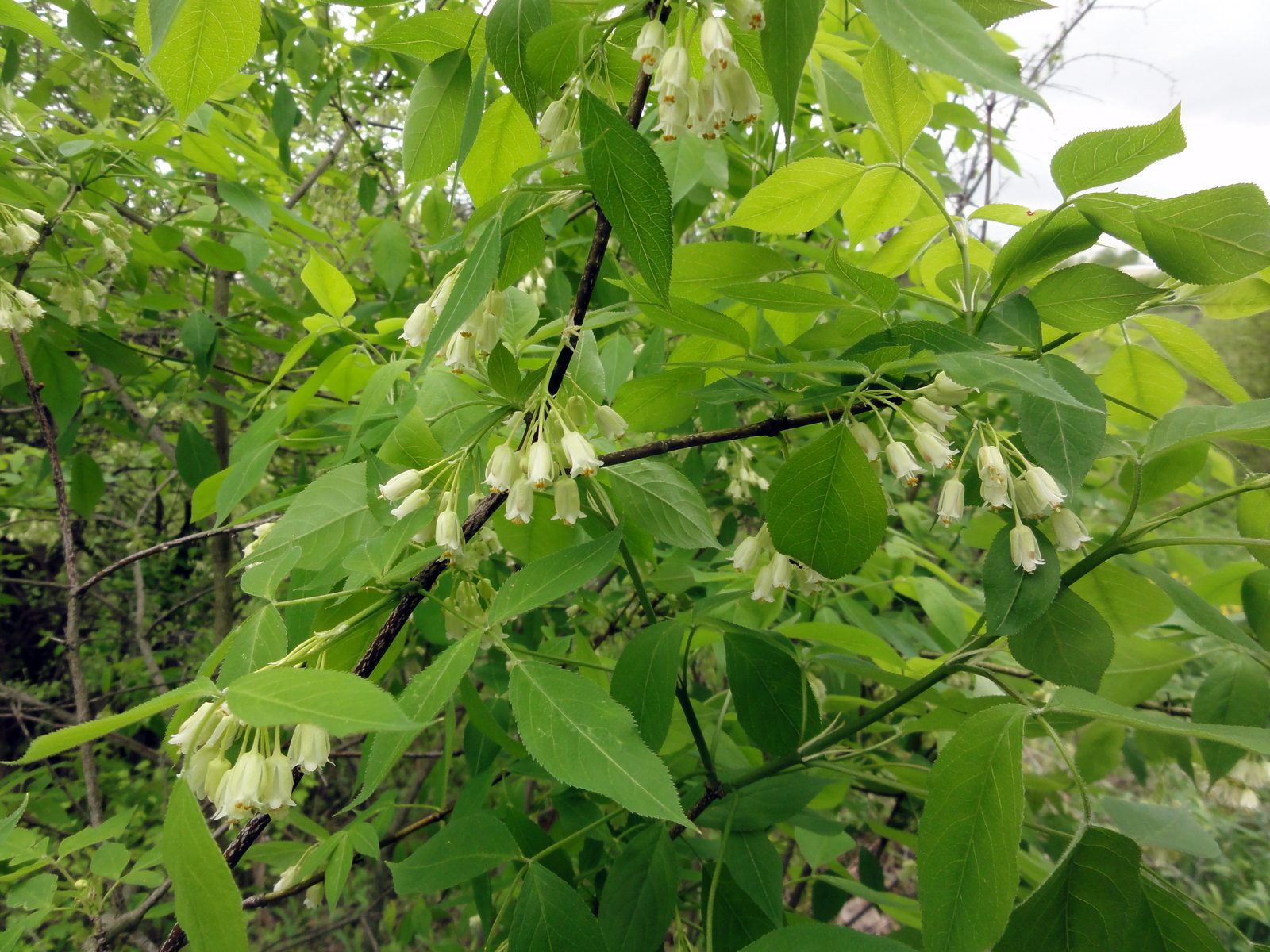 Bladdernut (Staphylea trifolia) plant