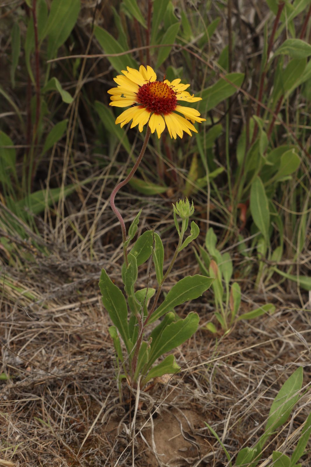 Blanket Flower (Gaillardia aristata) plant