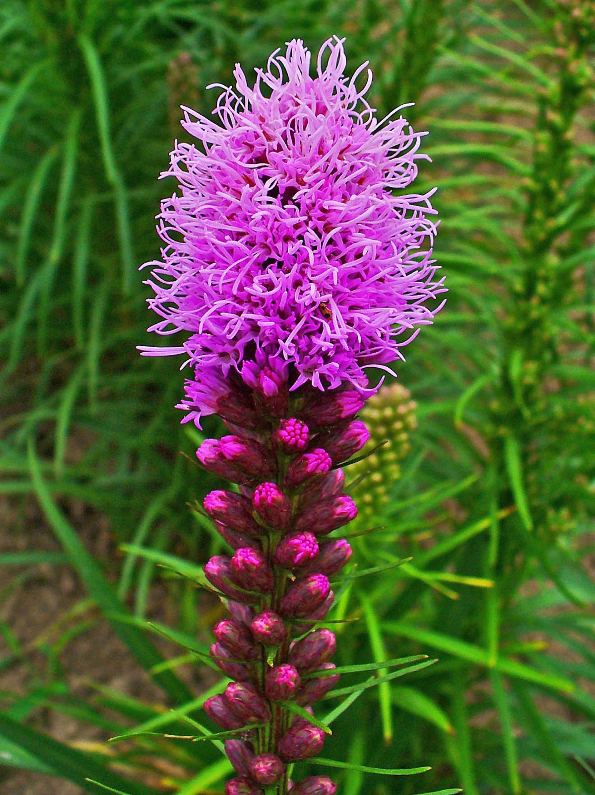 Blazing Star (Liatris spicata) plant