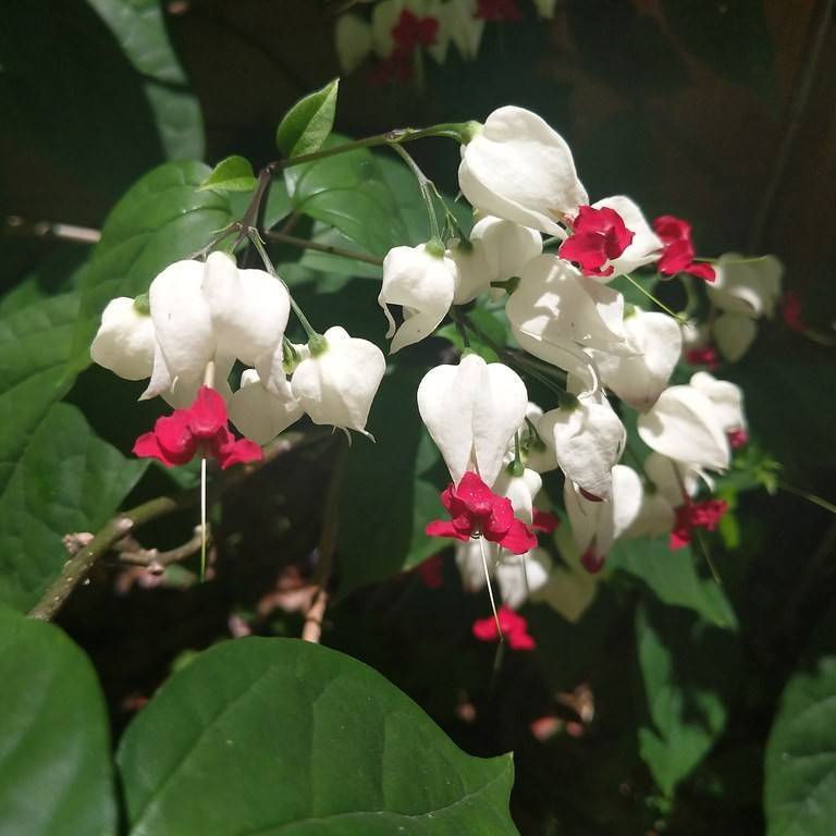 bleeding heart (Clerodendrum thomsoniae) plant — close-up photo