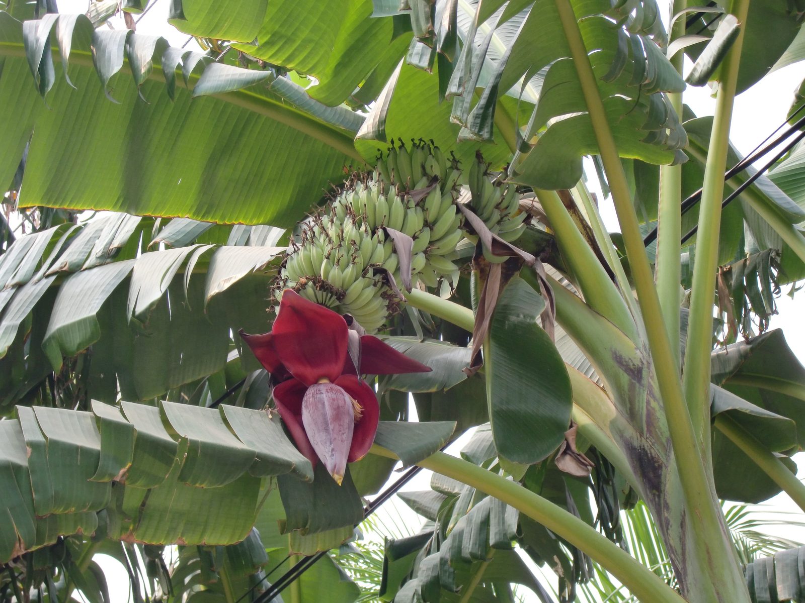 Blood Banana (Musa acuminata 'Zebrina') plant