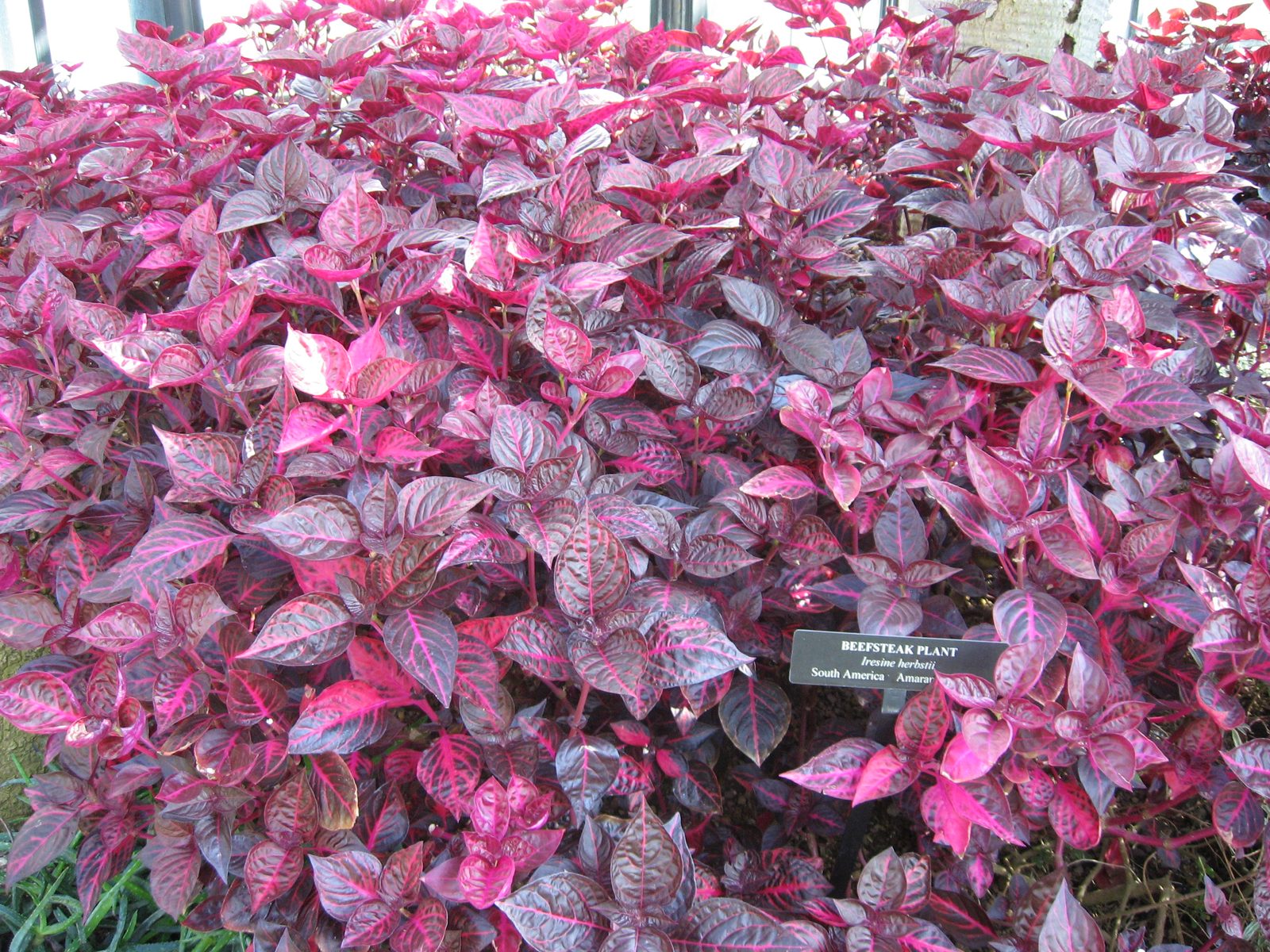 Bloodleaf (Iresine herbstii) plant