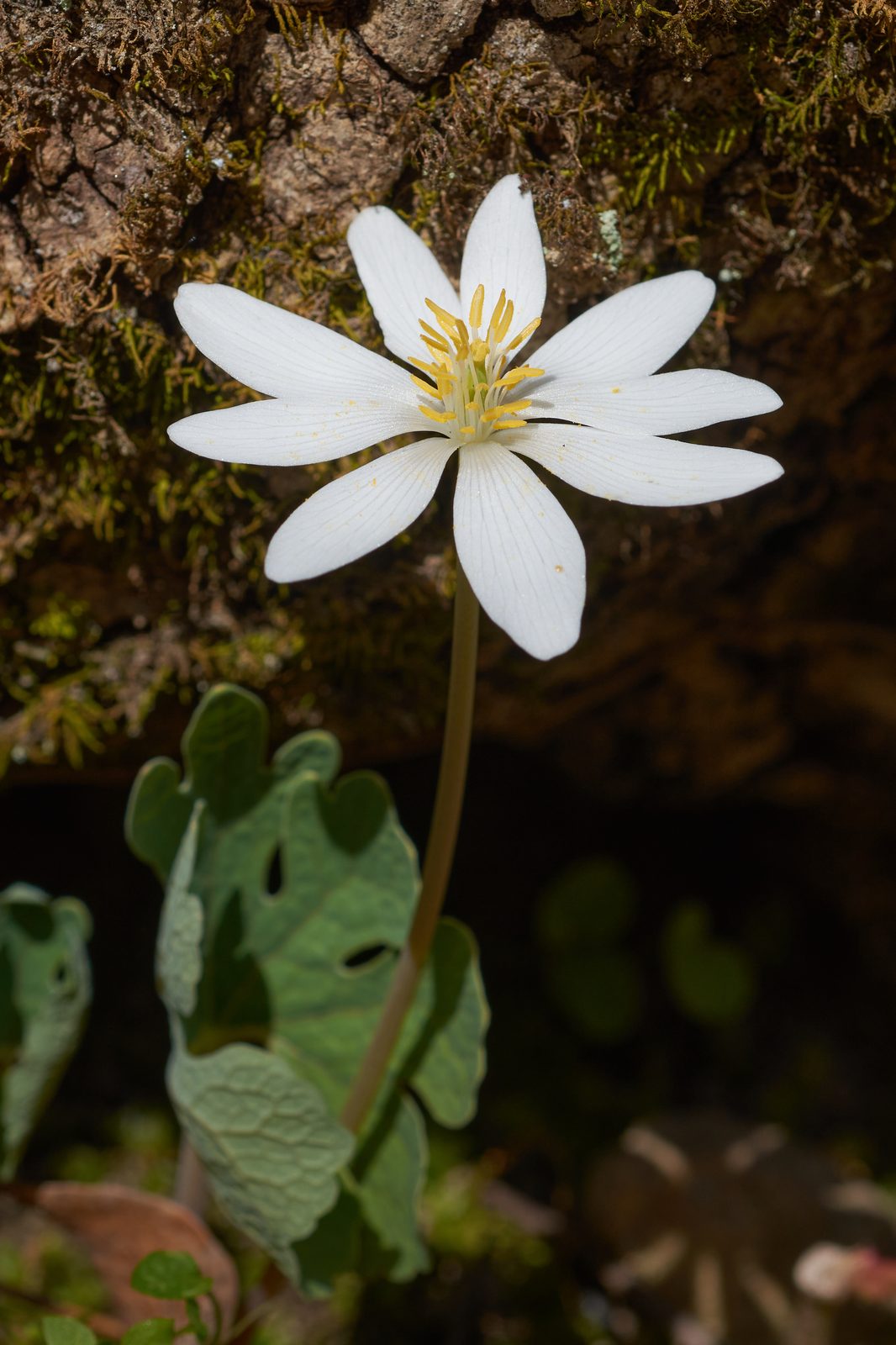 Bloodroot (Sanguinaria canadensis) plant