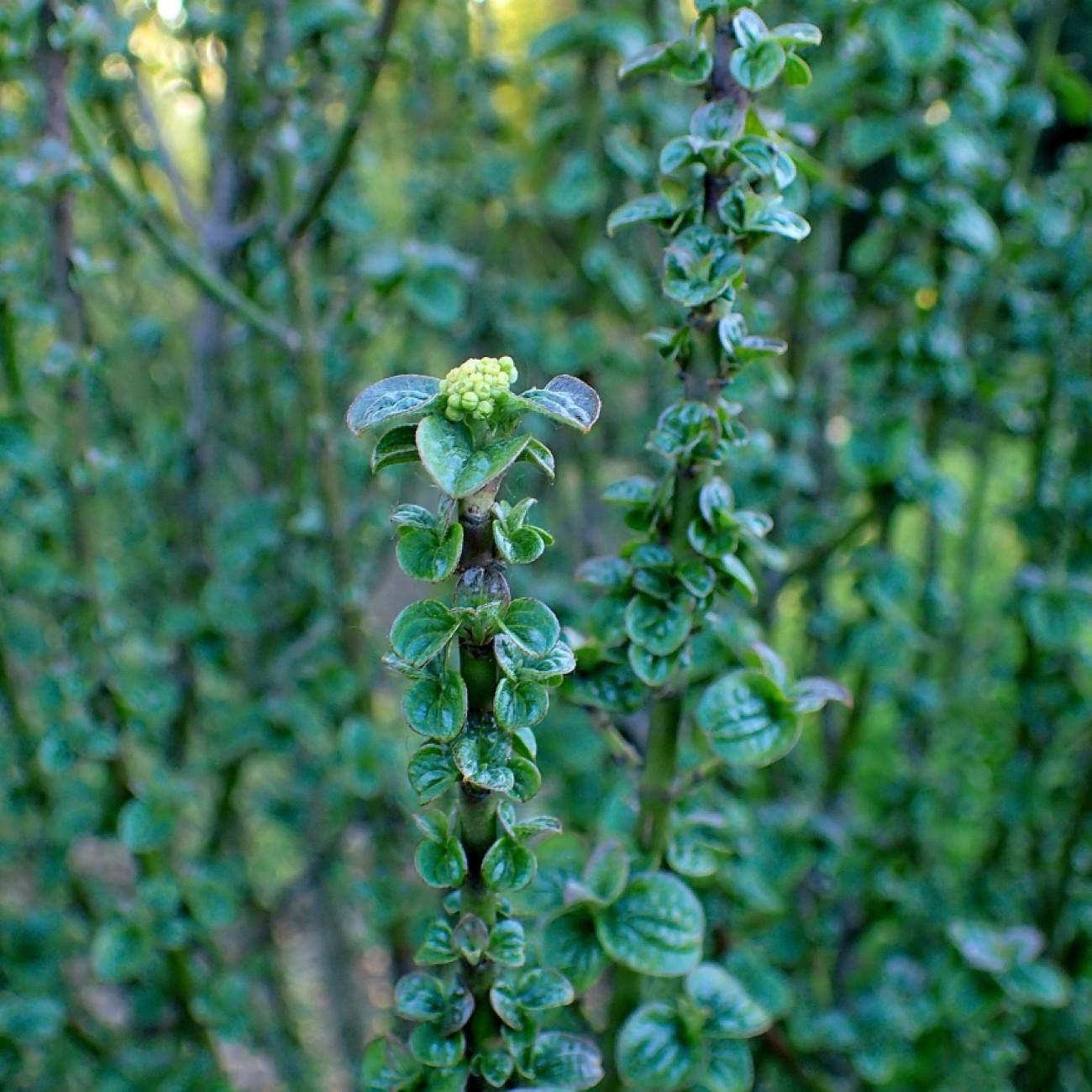 bloodtwig dogwood (Cornus sanguinea 'Compressa') plant — close-up photo