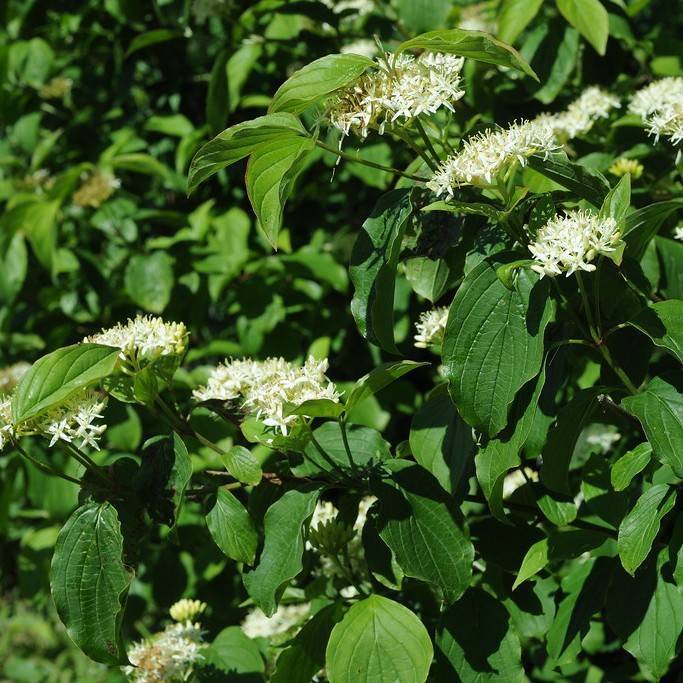 bloodtwig dogwood (Cornus sanguinea) plant — close-up photo