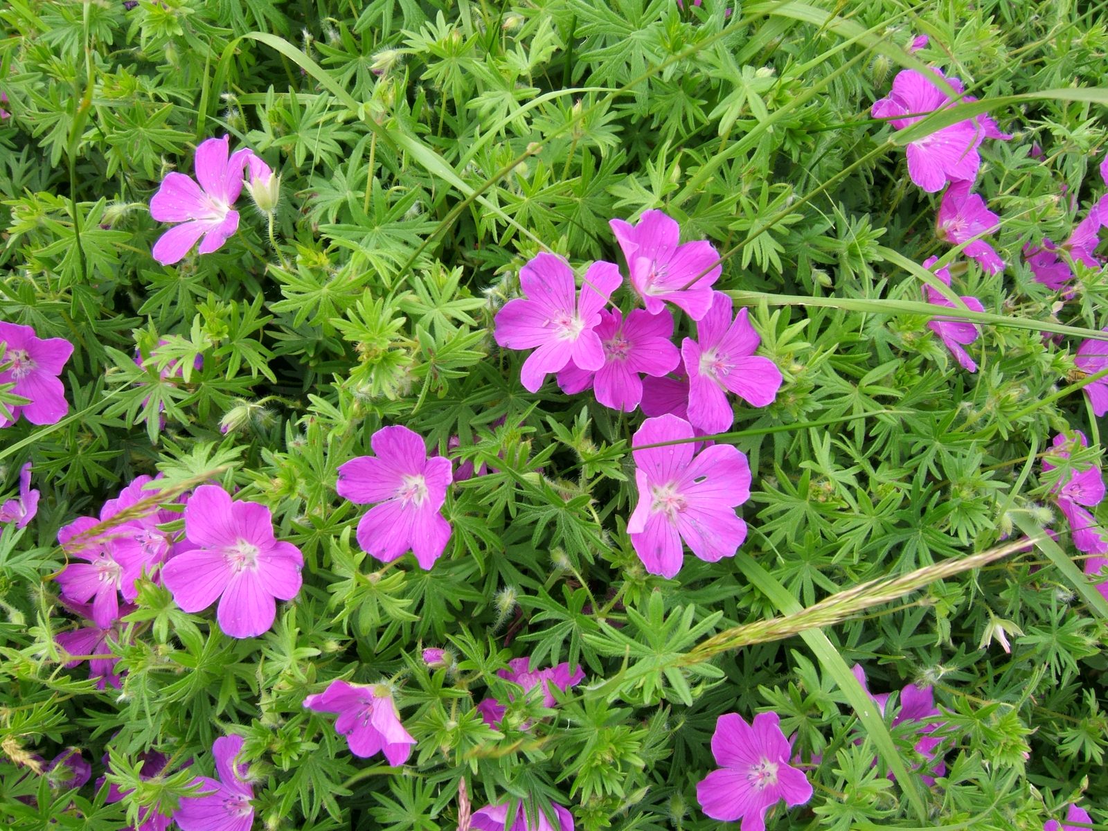 Bloody Geranium (Geranium sanguineum) plant