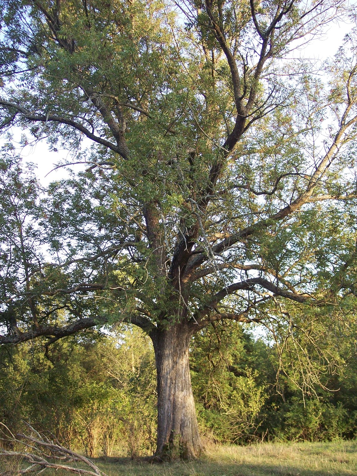 Blue Ash (Fraxinus quadrangulata) plant