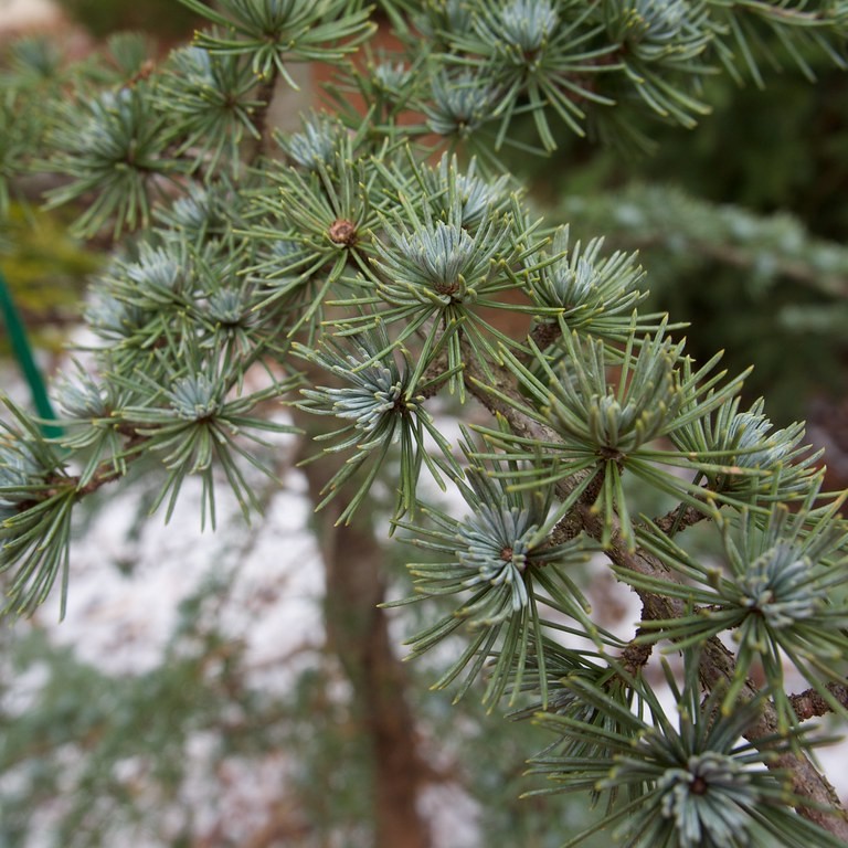 blue atlas cedar (Cedrus atlantica (Glauca Group)) plant — close-up photo