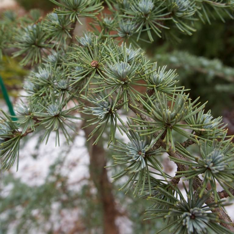 blue atlas cedar (Cedrus atlantica (Glauca Group) 'Glauca Pendula') plant — close-up photo