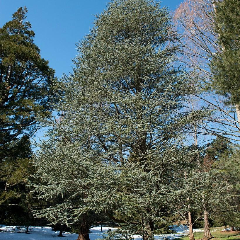 Blue Atlas Cedar (Cedrus atlantica 'Glauca') plant — close-up photo