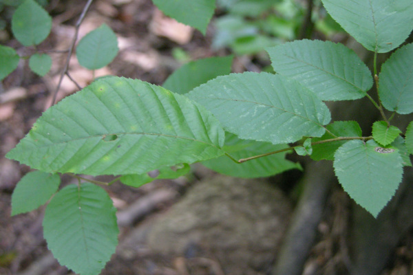 Blue Beech (Carpinus caroliniana) plant