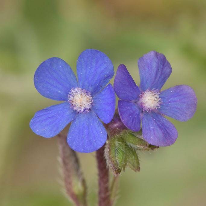 blue bugloss (Anchusa azurea) plant — close-up photo