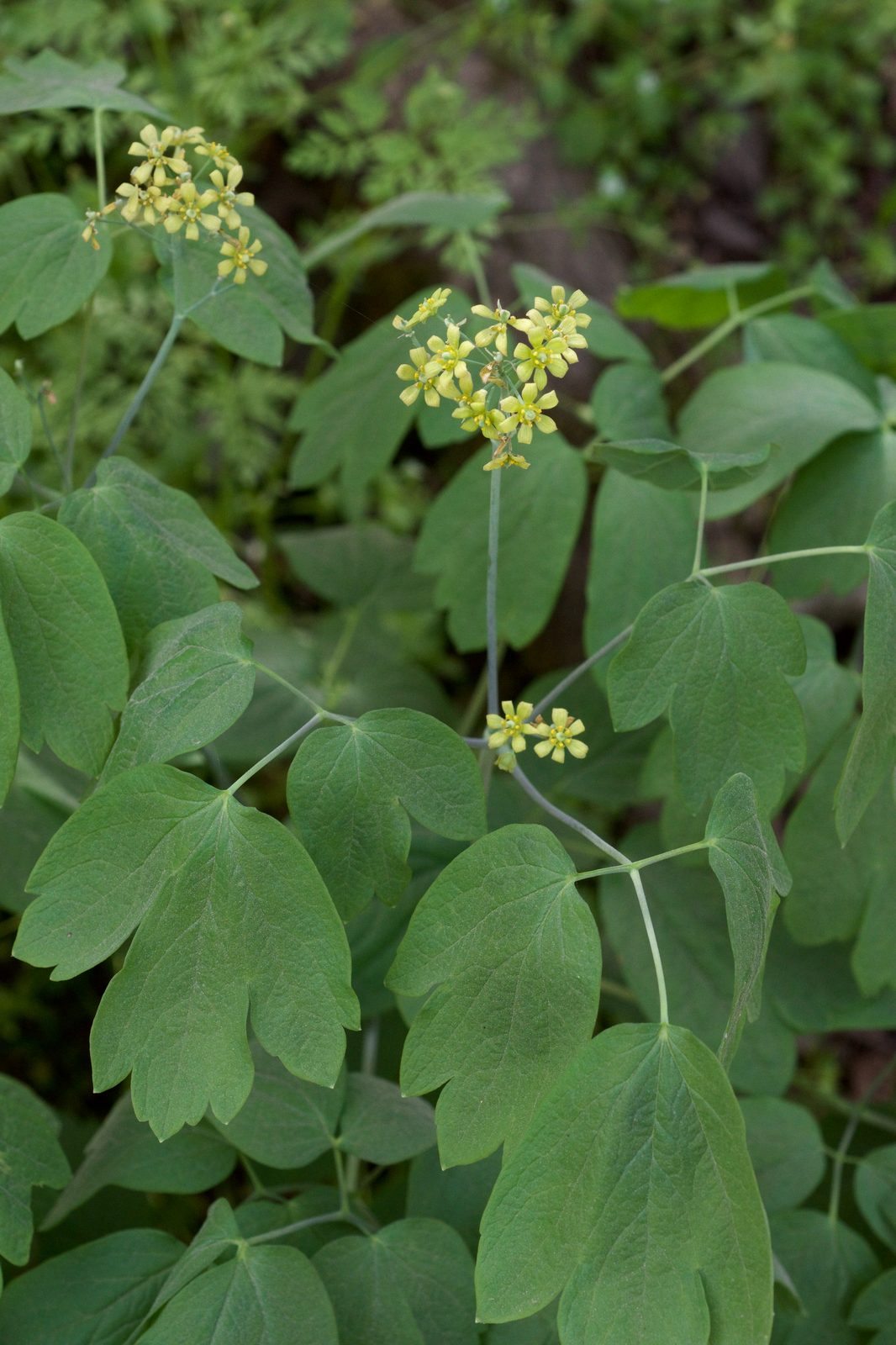 Blue Cohosh (Caulophyllum thalictroides) plant