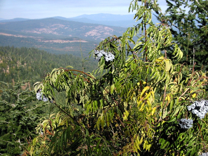 Blue Elder (Sambucus cerulea) plant