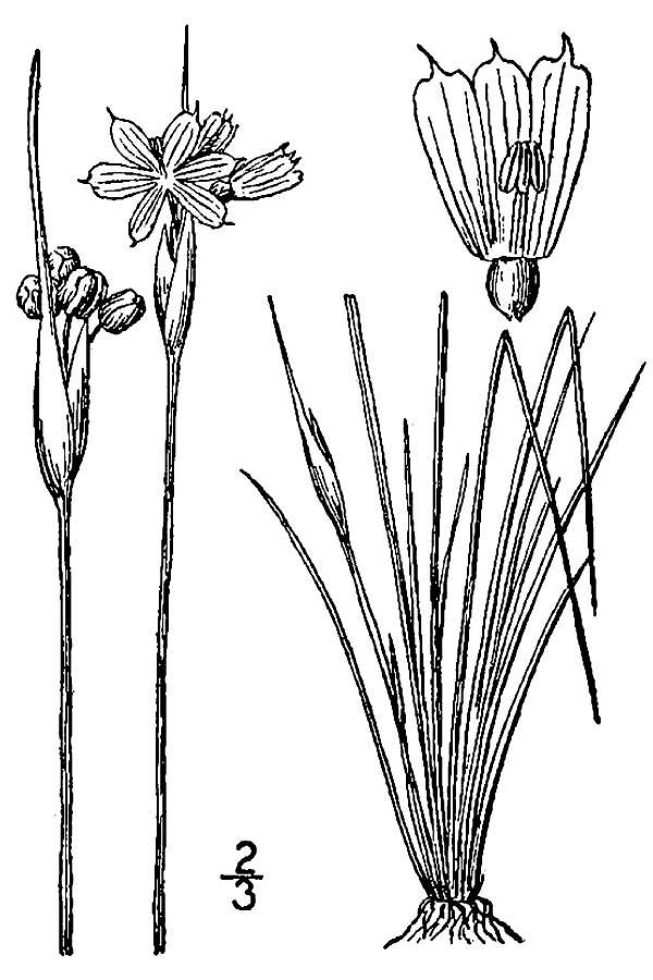 Blue Eyed Grass (Sisyrinchium campestre) plant