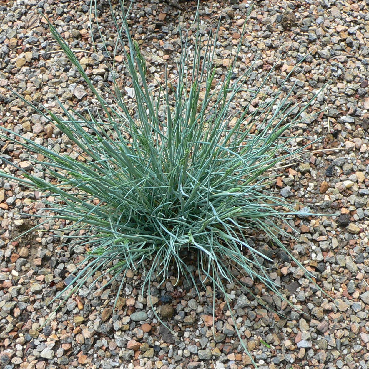 blue fescue (Festuca glauca) plant — close-up photo