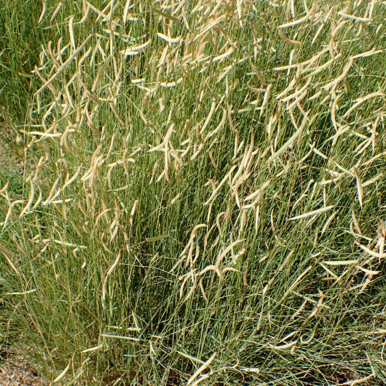 blue grama (Bouteloua gracilis 'Blonde Ambition') plant — close-up photo