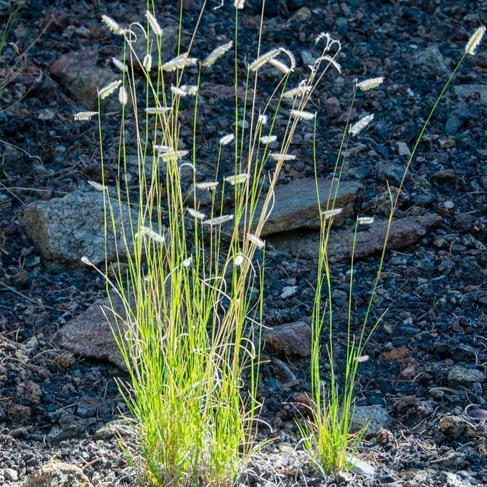 blue grama (Bouteloua gracilis 'Hachita') plant — close-up photo