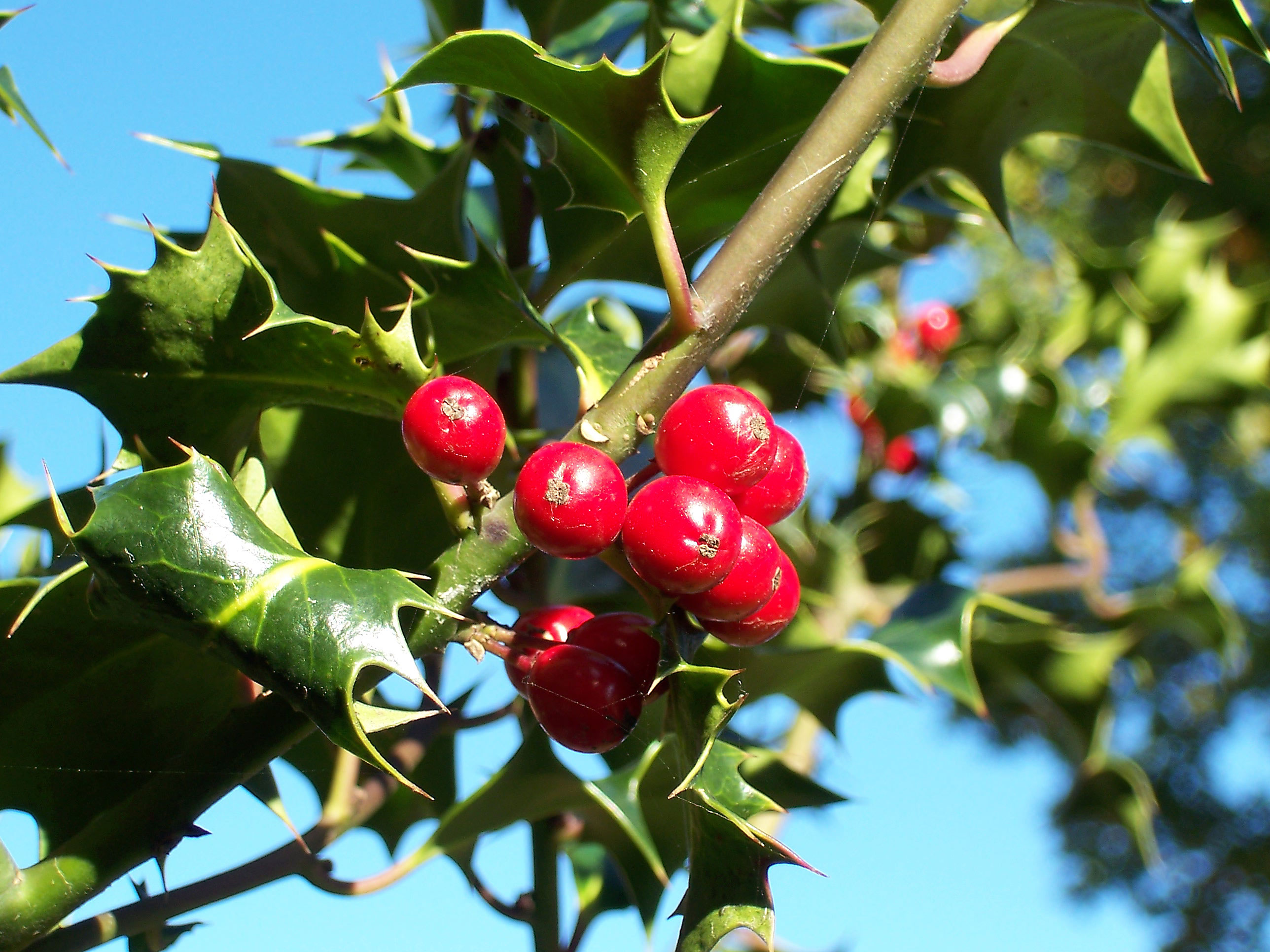 Blue Holly (Ilex × meserveae) plant