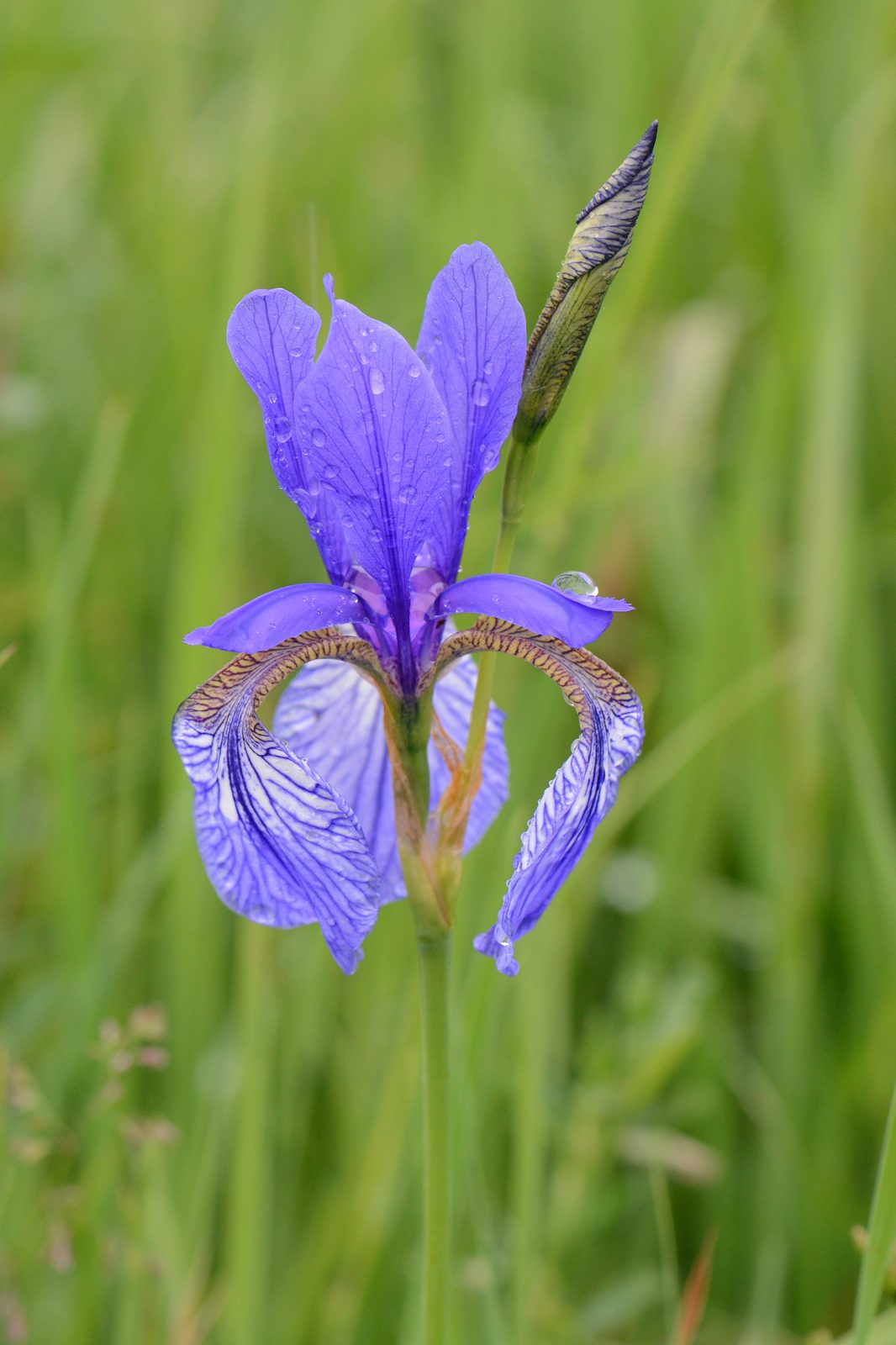 Blue Iris (Iris sibirica) plant