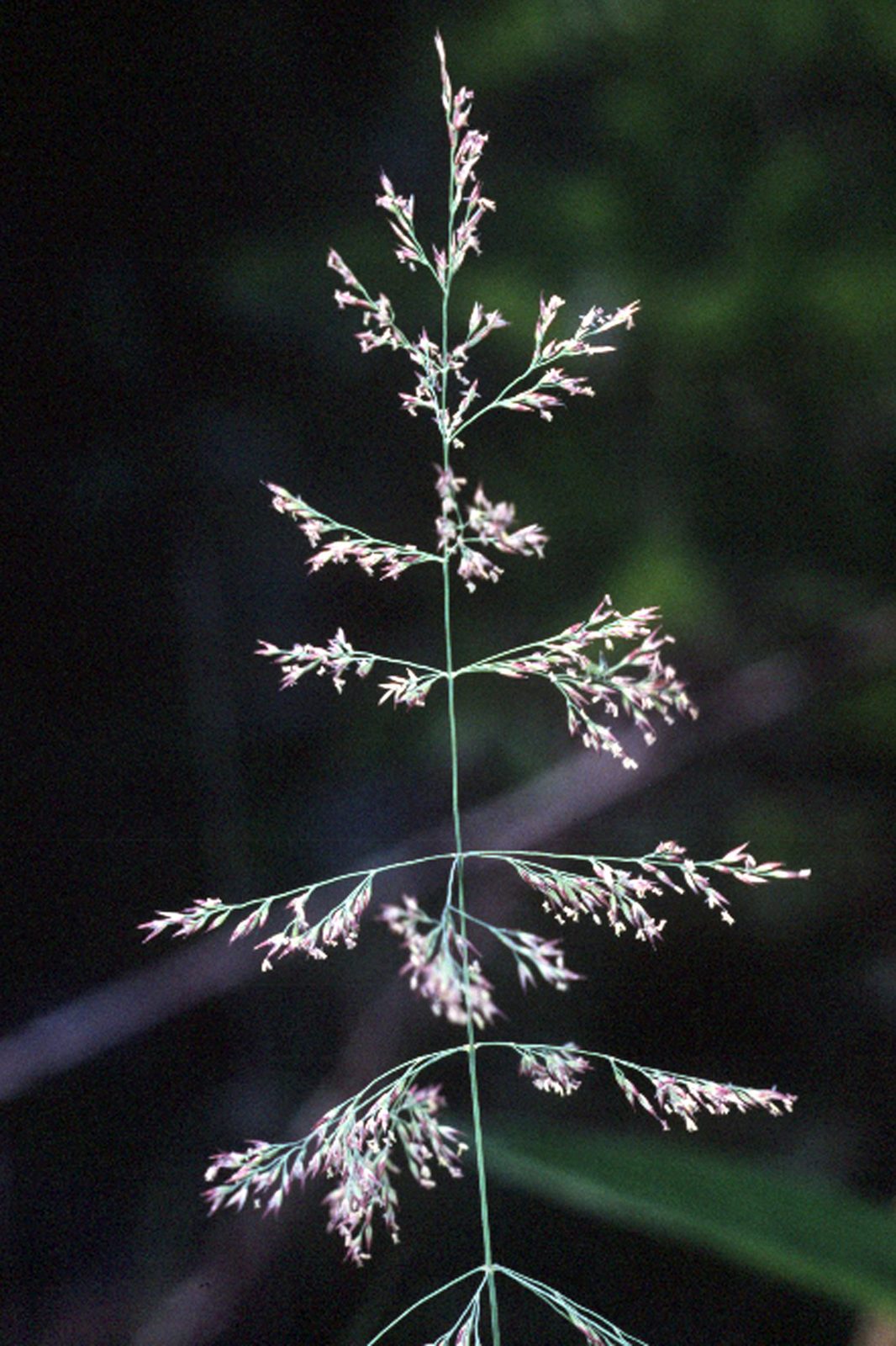 Blue Joint Reedgrass (Calamagrostis canadensis) plant