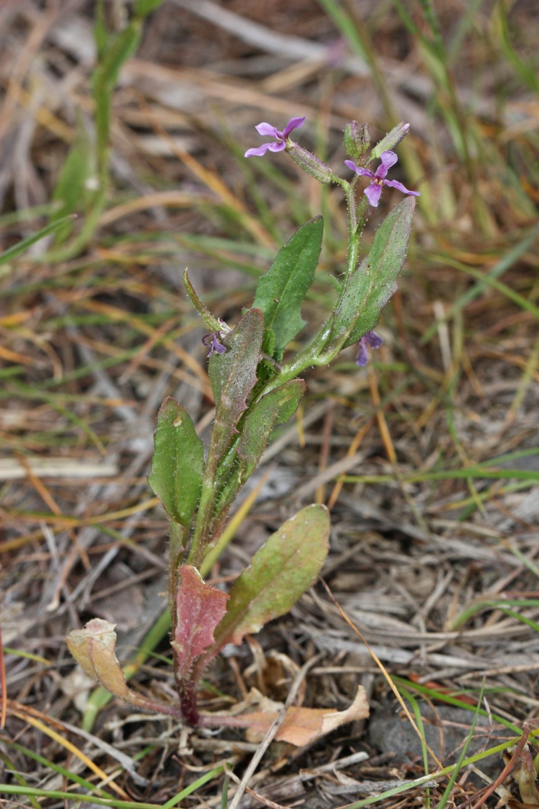 Blue Mustard (Chorispora tenella) plant