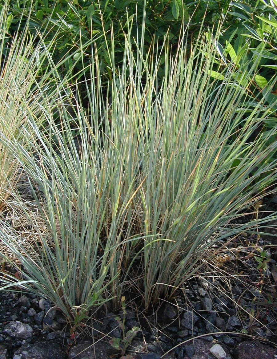 Blue Oat Grass (Helictotrichon sempervirens) plant