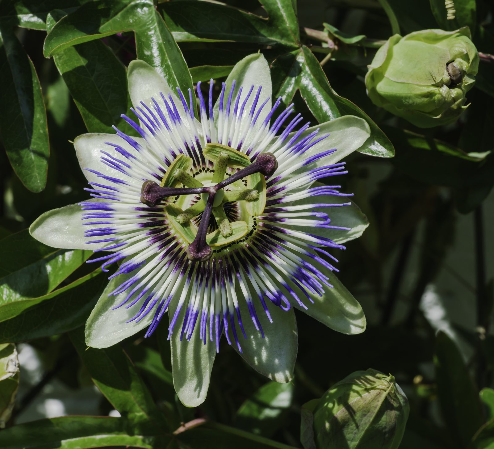 Blue Passionflower (Passiflora caerulea) plant