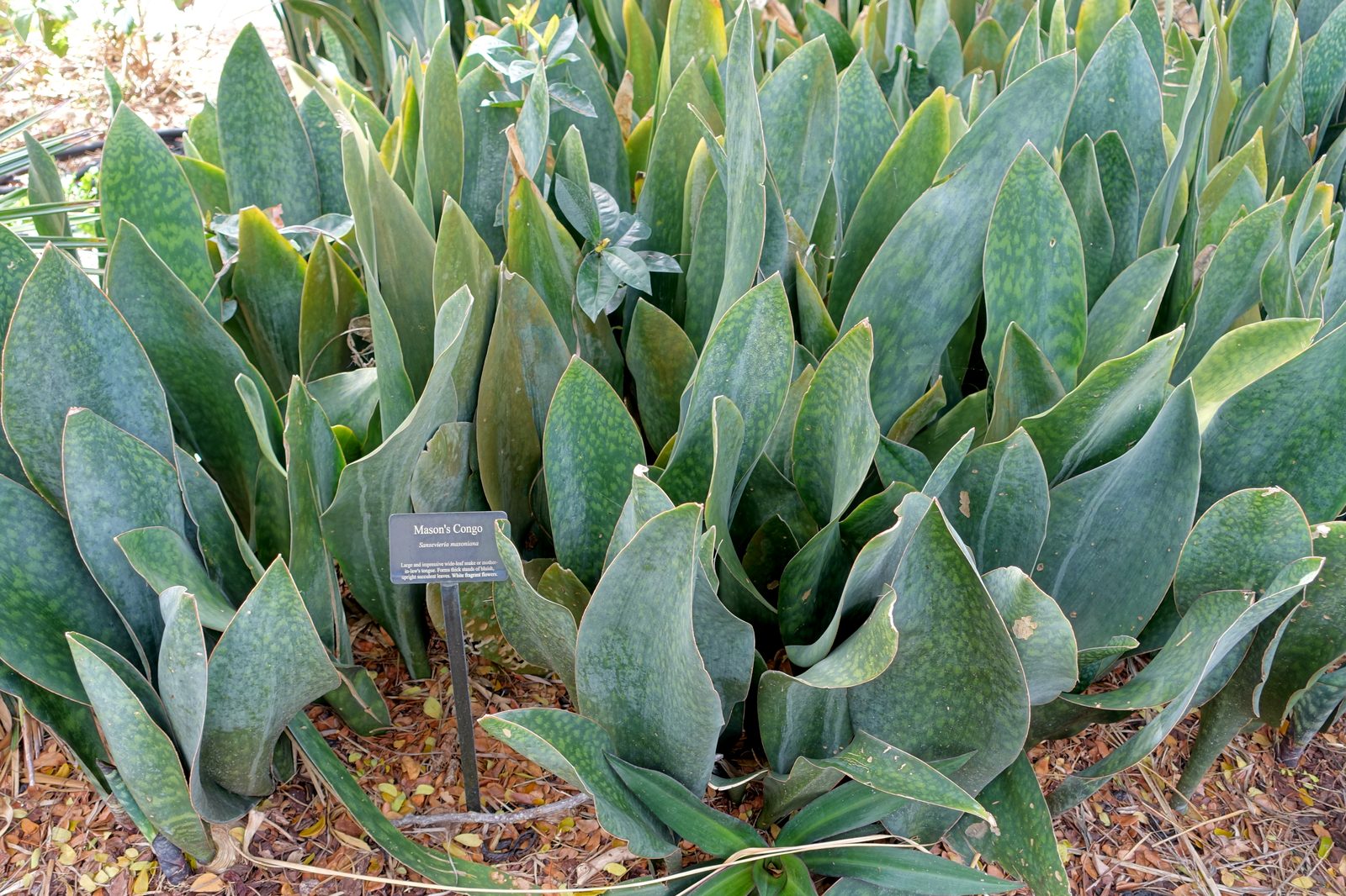 Blue Sansevieria (Sansevieria masoniana 'Blue' (syn. Dracaena masoniana 'Blue')) plant