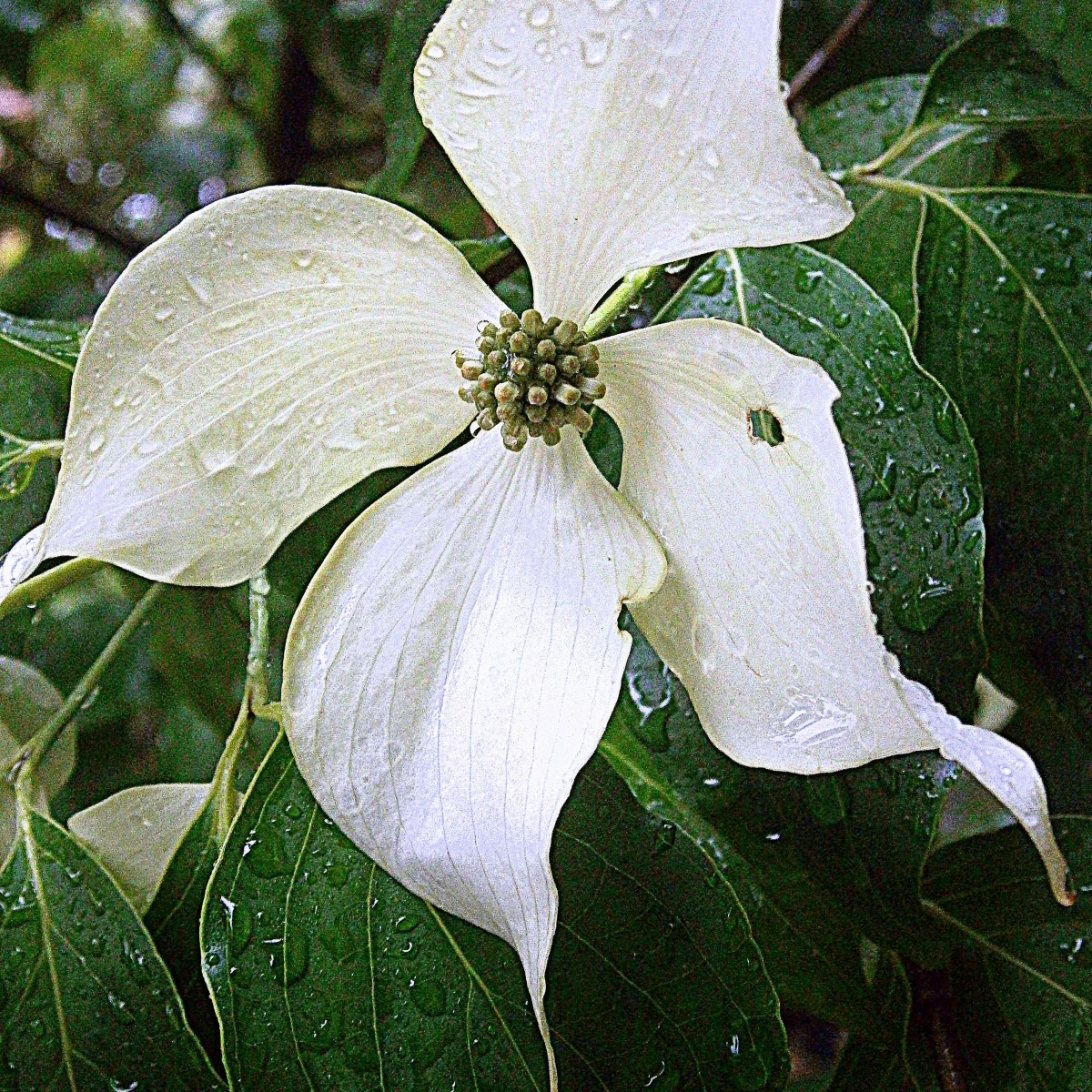 Blue Shadow Chinese Dogwood (Cornus kousa 'Blue Shadow') plant — close-up photo