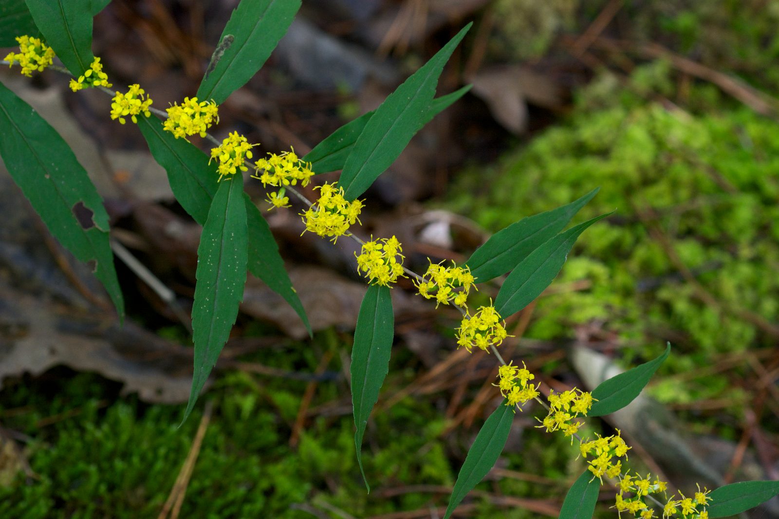 Blue Stem Goldenrod (Solidago caesia) plant