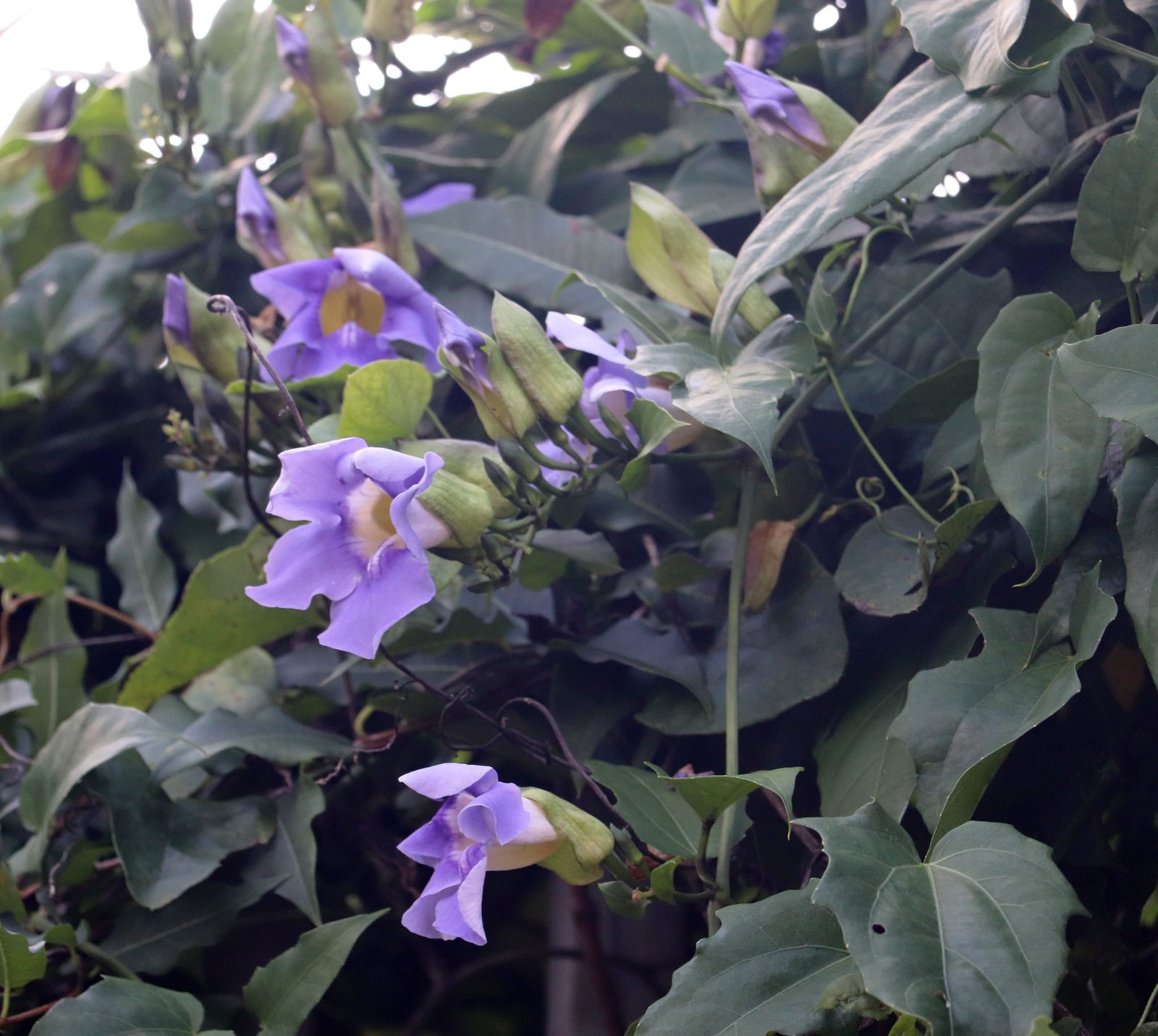 Blue Trumpet Vine (Thunbergia grandiflora) plant
