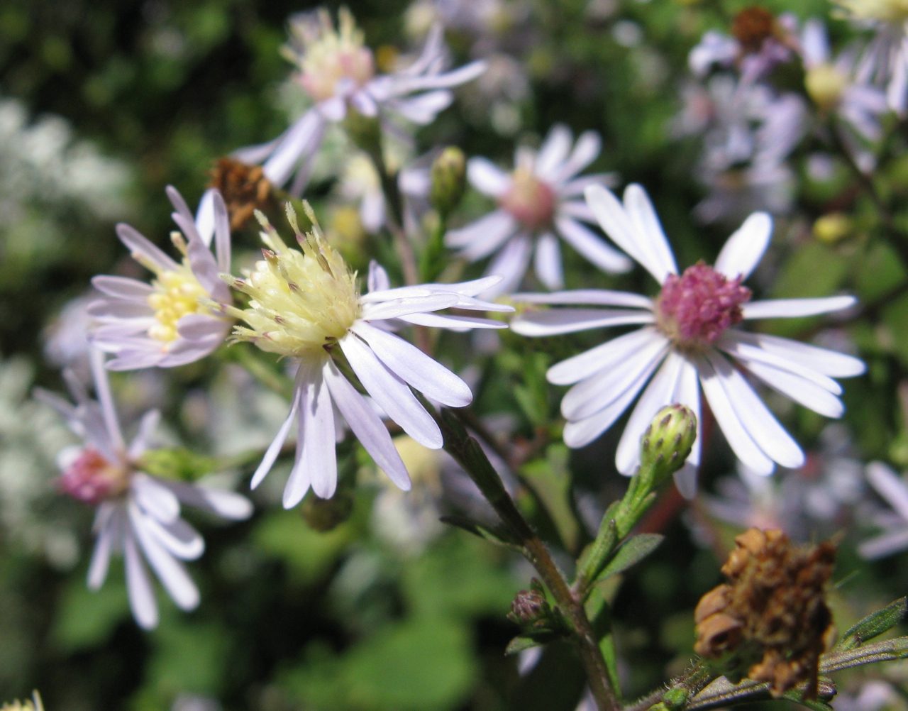 Blue Wood Aster (Symphyotrichum cordifolium) plant