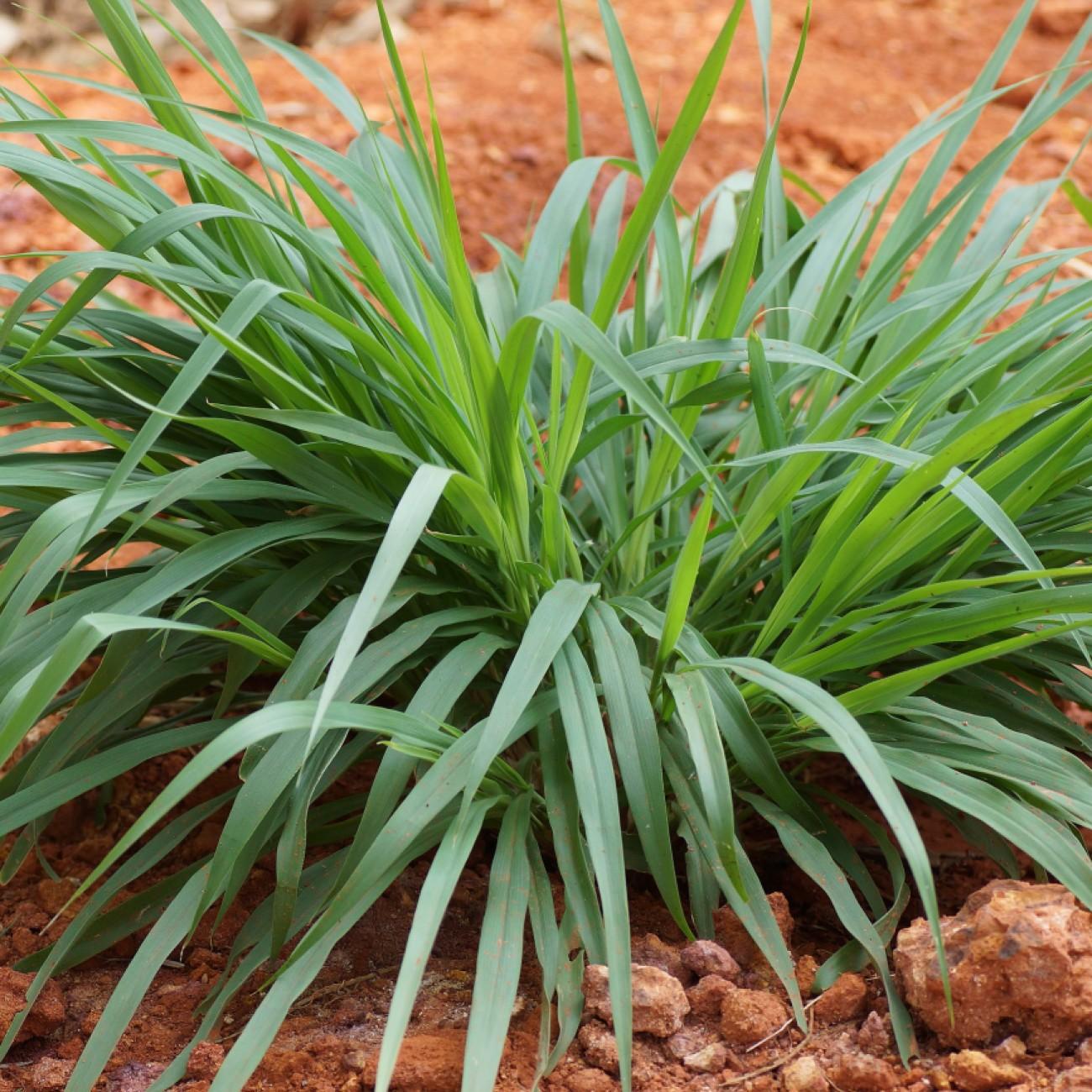 blue wood sedge (Carex flaccosperma) plant — close-up photo
