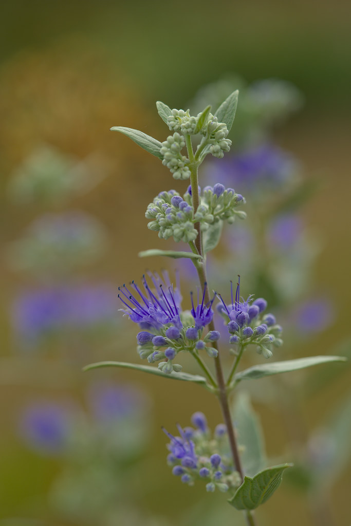 bluebeard (Caryopteris clandonensis 'Blauer Splatz' SAPPHIRE SURF) plant — close-up photo
