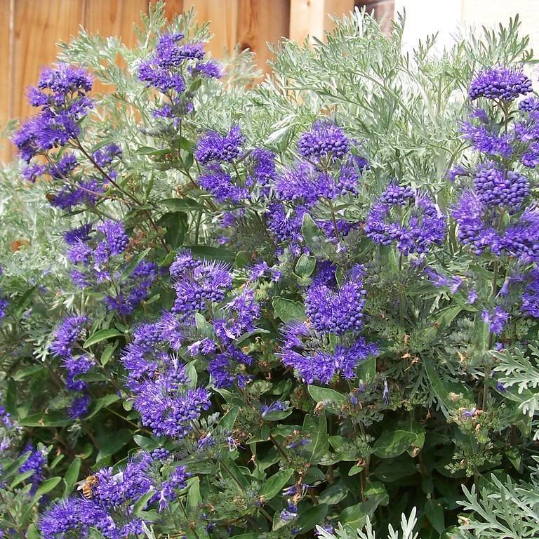 bluebeard (Caryopteris clandonensis 'Blue Mist') plant — close-up photo