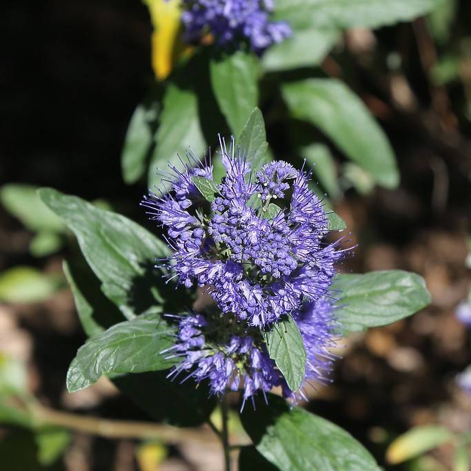 bluebeard (Caryopteris clandonensis 'Dark Knight') plant — close-up photo