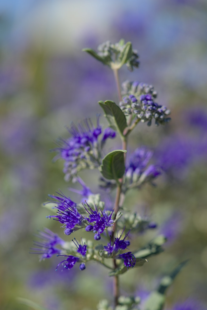 bluebeard (Caryopteris clandonensis 'Heavenly Blue') plant — close-up photo