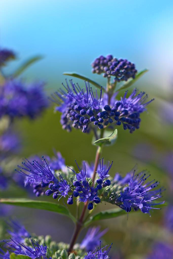 bluebeard (Caryopteris clandonensis 'Inoveris' GRAND BLEU) plant — close-up photo