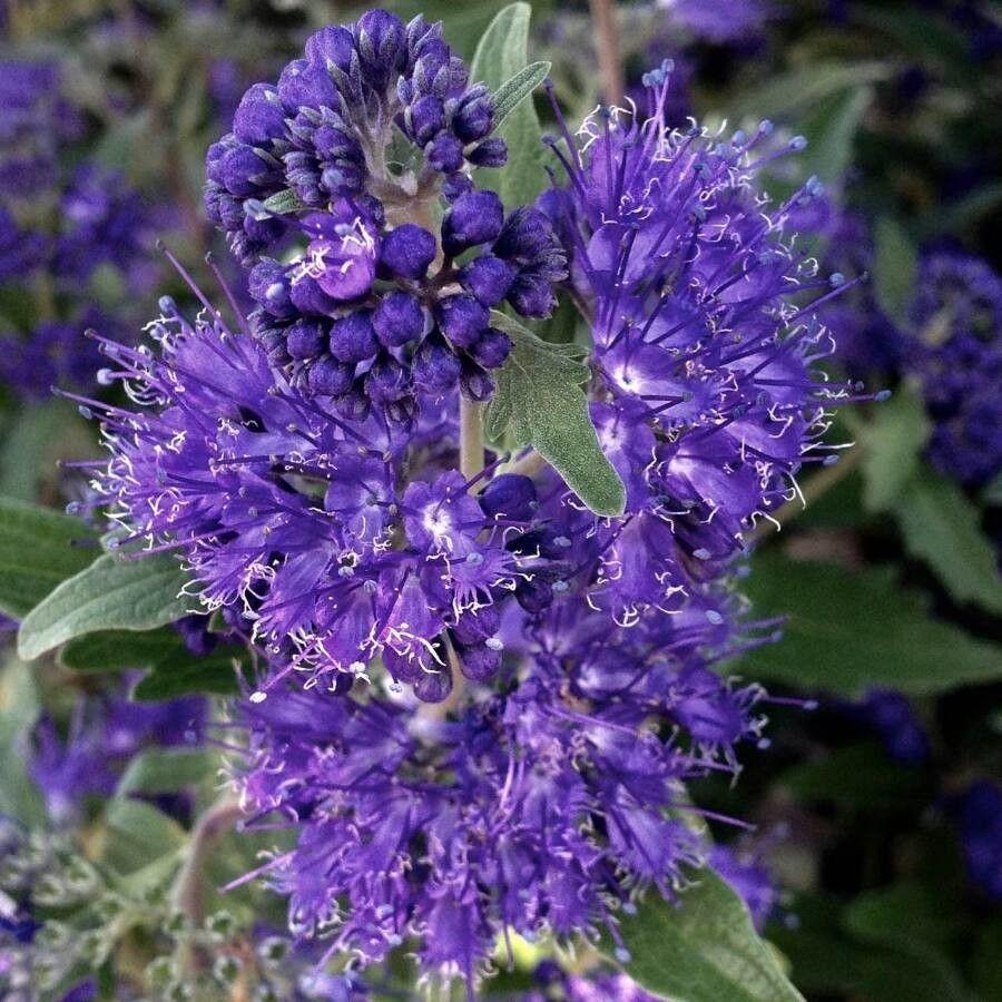 bluebeard (Caryopteris clandonensis 'Lissilv' STERLING SILVER) plant — close-up photo